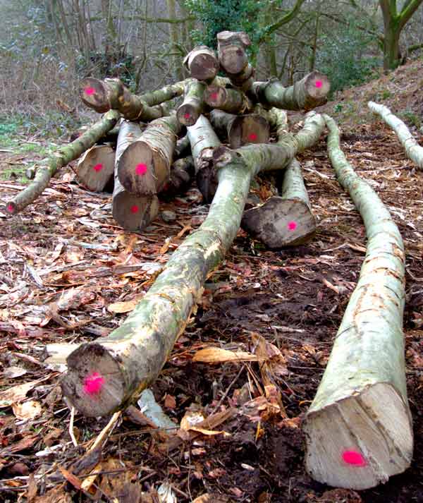 Some of the Ash Poles (8m+ long) to be used as Roof Beams. We&rsquo;ve also obtained a quantity of Hazel Poles to make into Roof Spars.