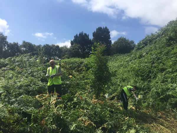 There&rsquo;s plenty of bracken to harvest in the Beeston Castle Woodland Park.