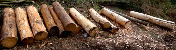 A quantity of Larch Logs has arrived at the site.