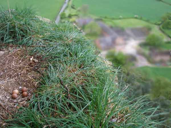 The Peregrine Falcons&rsquo; nest spotted on Beeston Crag.