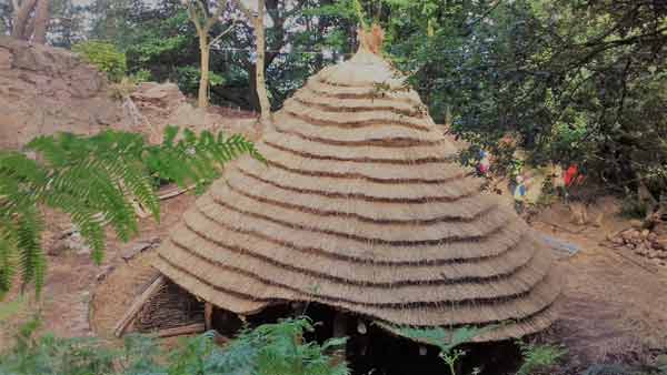 At the end of Week 12, we have a very attractive thatched Roundhouse.